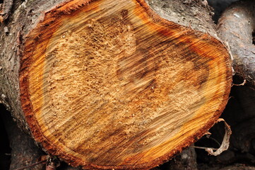 Firewood is split and stacked for the winter heating season. Background of stacked firewood,...