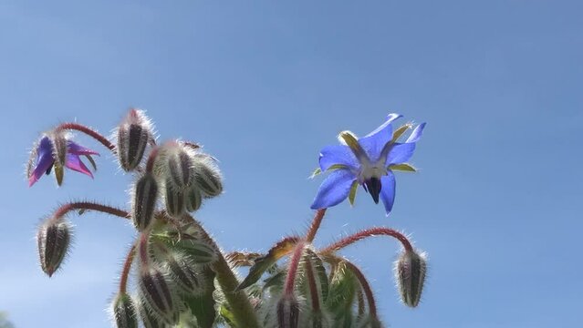 Borage, flower of the spice and medicinal plant, frog view with view to a blue sky