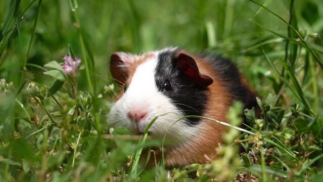 guinea pig on lawn