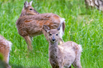 deer in the grass