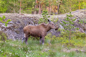 moose in the meadow