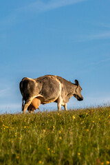 A lactating cow in the Sussex countryside on a sunny late spring day
