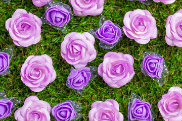 Purple and pink Bed Flowers