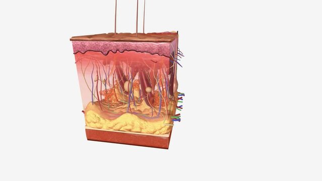 Burns are damage to tissue from exposure to heat, UV rays, chemicals, or electricity.