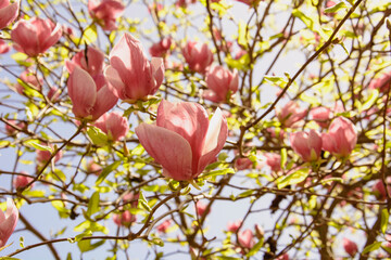 Beautiful magnolia buds in a beautiful park
