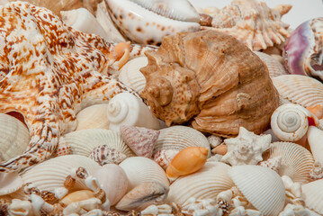 Conch Sea shells and starfish beautifully neatly laid out as a background or texture as a concept of a sea resort rest and vacation