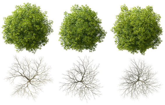 Top view evergreen and dried trees cutout backgrounds 3d render png