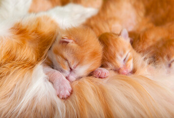 Little ginger kittens suck on the cat's mother's boobs. Beautiful cute pets. The concept of...