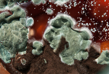 Mold close-up macro. Moldy fungus on food. Fluffy spores mold as a background or texture. Mold...