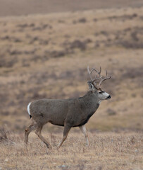 Mule deer buck with copy space above