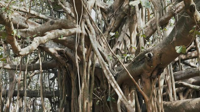tree with thousands of trunks Ficus bengalensis during the summer