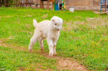 Goats graze in the pasture. A little goat runs along the green spring grass.