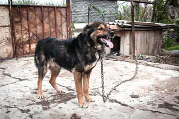 A dog on a chain guards the territory. The dog lives in captivity, suffers from inhumane treatment...
