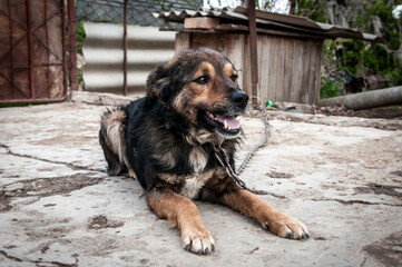 A dog on a chain guards the territory. The dog lives in captivity, suffers from inhumane treatment...