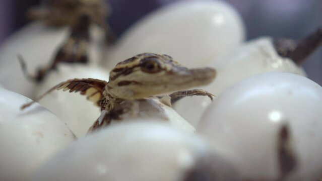 Small crocodile baby hatching from egg dead body preserve Taxidermy tropical amphibian freshwater predator