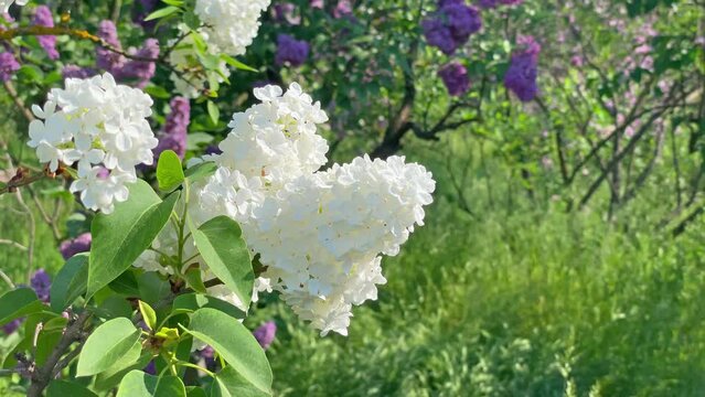 Lilac white flowers branch bouquet with green leaves background, 4K footage clip