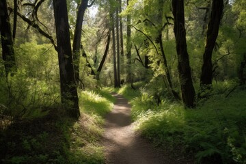 Naklejka premium hiking trail meanders through forest, with canopy of trees overhead, created with generative ai