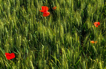 coquelicots en fleurs dans des champs de blé vert en pleine croissance