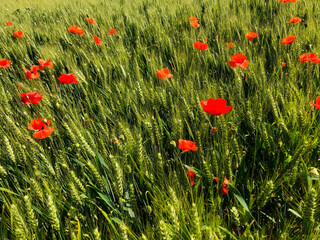 coquelicots en fleurs dans des champs de blé vert en pleine croissance