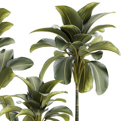 Beautiful Plant Bush Calathea Lutea Flowerpots