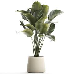 Beautiful Plant Bush Calathea Lutea Flowerpots