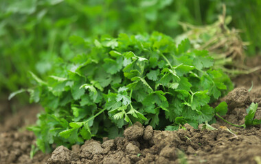 Fresh bunch of coriander leaves