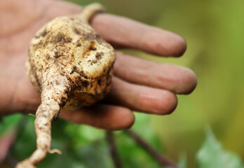Yam or Sweet potato