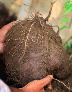 Air potato