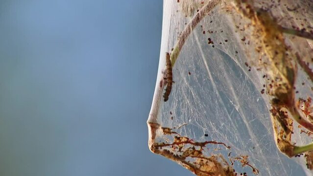 Many spinning moth caterpillars as canker worms in silky cocoon infest trees and attack plants as huge caterpillar colony before metamorphosis to spinning moth are a dangerous thread for organic farms