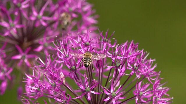 Slow motion macro video: Honey Bee collects nectar on a beautiful purple flower. Flowering ornamental plant Giant Onion (Allium giganteum). Close up of honey bees