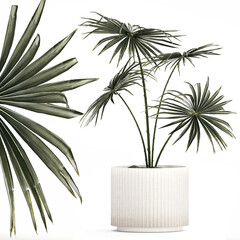 Beautiful fan palms in flower pots for decoration