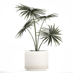 Beautiful fan palms in flower pots for decoration
