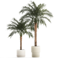 Obraz premium Beautiful Phoenix roebelenii palm tree in a flower pot for home