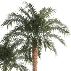 Obraz premium Beautiful Phoenix roebelenii palm tree in a flower pot for home