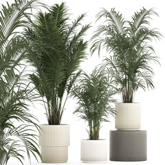  Beautiful palm tree in a flower pot for interior decor