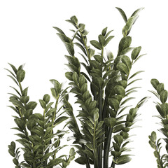 Beautiful Zamioculcas Plants In Flowerpots