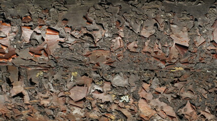 Under the radiant sunlight, witness the exquisite texture of a tree's peeling bark, showcasing its captivating patterns and natural beauty