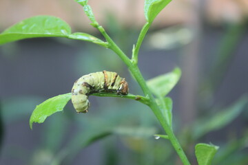 a green caterpillar is on a lime leaf