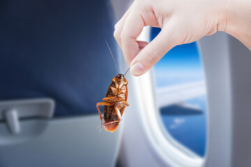 Hand holding cockroaches with Airplane cabine with compartments background, disturbances was...