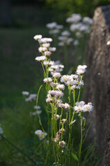 春の日の夕日に照らされ輝くヒメジョオン