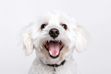 Portrait of happy dog. Generative AI - obrazy, fototapety, plakaty
