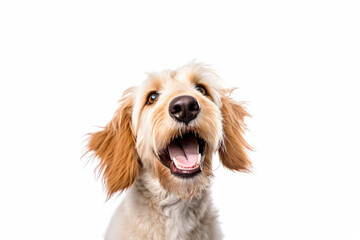 Portrait of happy dog. Generative AI