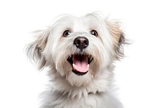 Portrait of happy dog. Generative AI