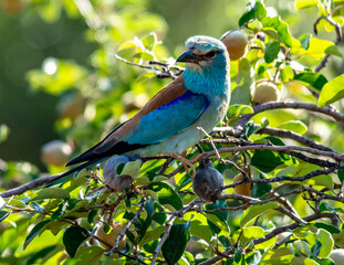 Carraca europea