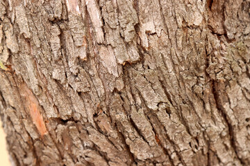 Close-up of a tree trunk. Wallpaper, texture, background