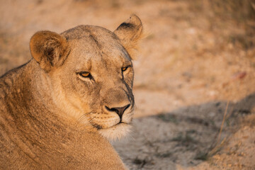 Lioness close up