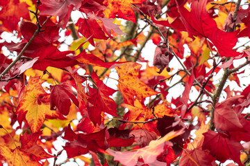Close-up of maple leaves in autumn.