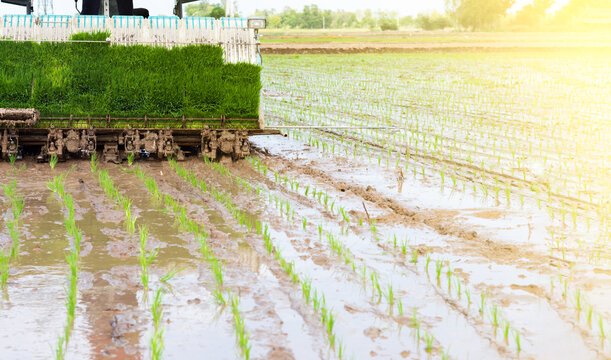 Professional local Asian farmer and agriculture vehicle machine transplant rice seediing in a paddy field. Agricultural technology. Rice transplanters are modern agriculture.