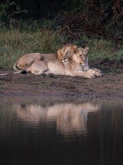 lion and lioness love