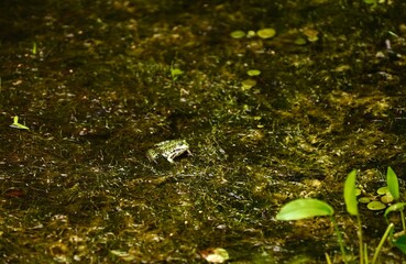 Frosch im wasser